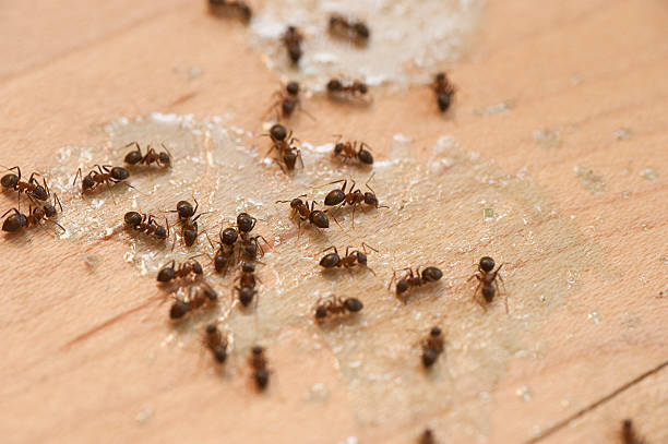 Best Mosquito Control Services  in Stottville, NY